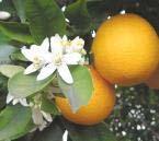 Orange Blossom Honey Floral Source: Orange tree blossoms.