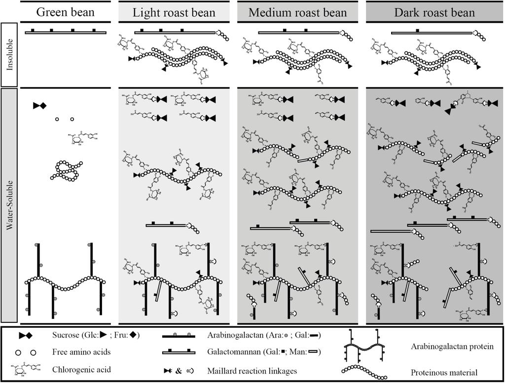 Incorporation of chlorogenic acids into coffee melanoidins