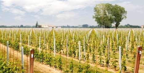 5k plants per hectare Majority of the vineyard is planted with Pinot Grigio and Glera (Prosecco) varietals Winery