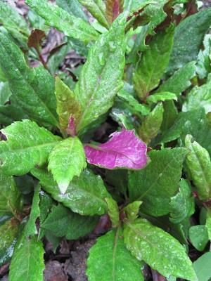 Okinawa Spinach - Gynura bicolor Okinawa Spinach is a common dark-green vegetable in parts of Asia. It provides excellent ground-cover, erosion control, and fodder for livestock.
