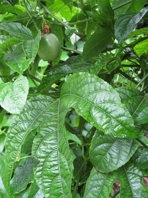 ECHO has two types of passion fruits, both are started from seeds.