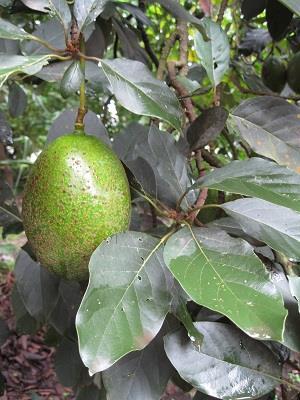 Avacado - Persea Americana Avocadoes are grown primarily for their fruit, which are rich in healthy fats and vitamins.