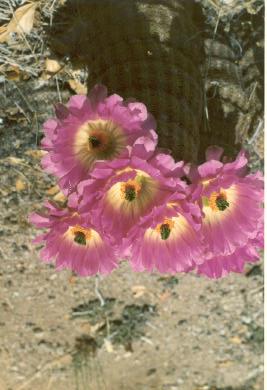 Desert Marigold Baileya multiradiata This wildflower is very common in both Madrean Evergreen Woodland and Semi-Desert Grassland regions up to 5,000 ft.