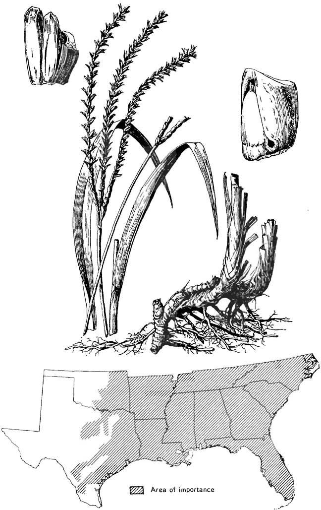 Tripsacum dactyloides, eastern gamagrass Tripsacum dactyloides (L.) L., eastern gamagrass Warm-season, robust, rhizomatous perennial. Height: 5 to 9 feet.