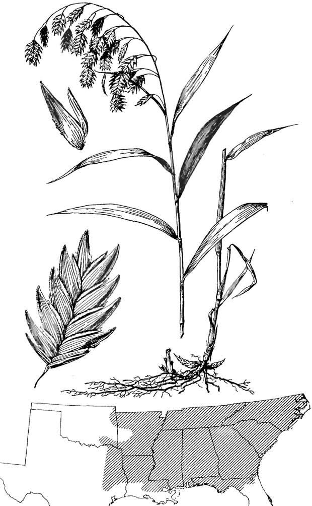 Uniola latifolia, broadleaf uniola Uniola latifolia Michx., broadleaf uniola Cool-season, robust, rhizomatous perennial. Height: 3 to 3-1/2 feet.