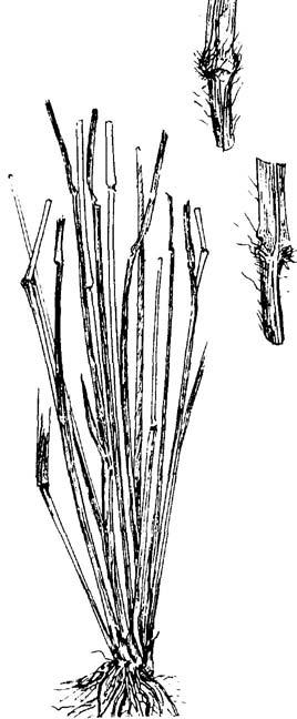 Uniola sessiliflora, longleaf uniola Uniola sessiliflora Poir., longleaf uniola Cool-season, rhizomatous perennial. Height: 2 to 3 feet.