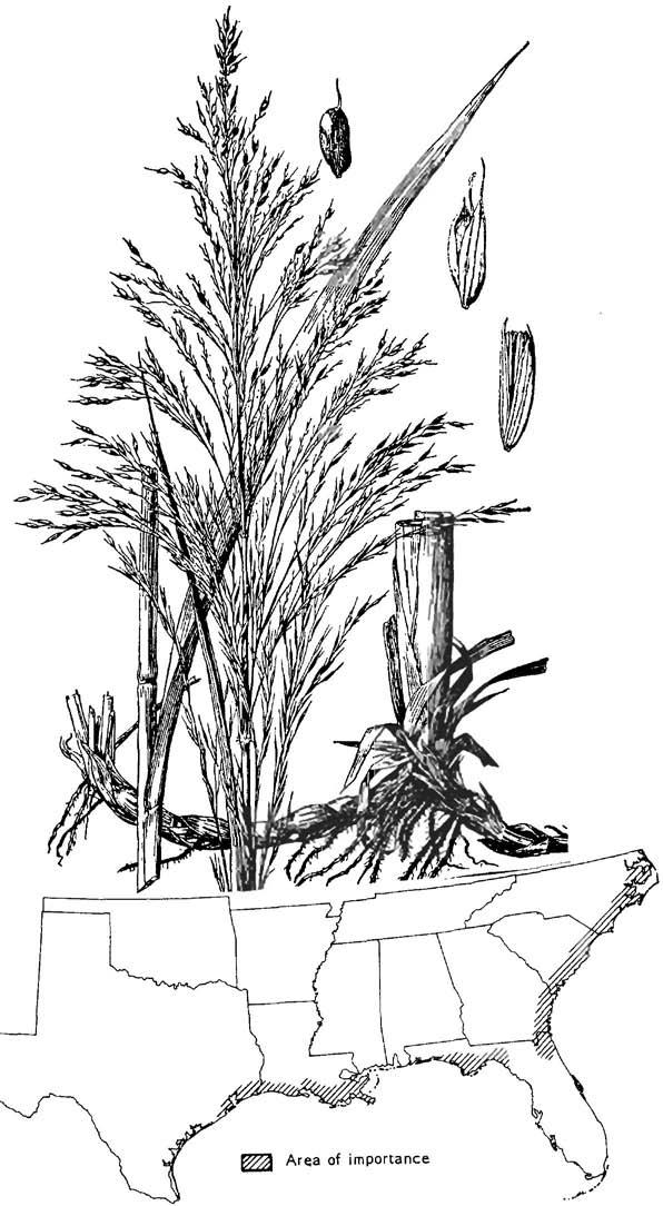 Zizaniopsis miliacea, giant cutgrass Zizaniopsis miliacea (Michx.) Doell and Aschers, giant cutgrass Warm-season, rhizomatous perennial. Height: 3 to 9 feet.