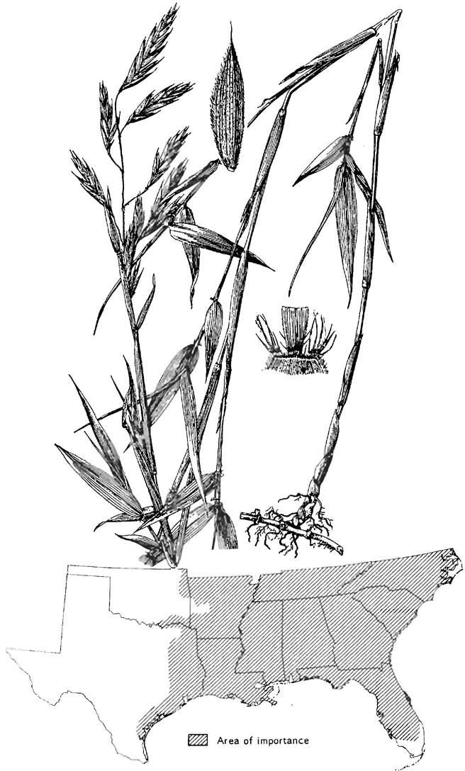 Arundinaria gigantea, giant cane Arundinaria gigantea (Walt.) Muhl., giant cane Warm-season, robust, rhizomatous perennial. Height: 4 to 20 feet.
