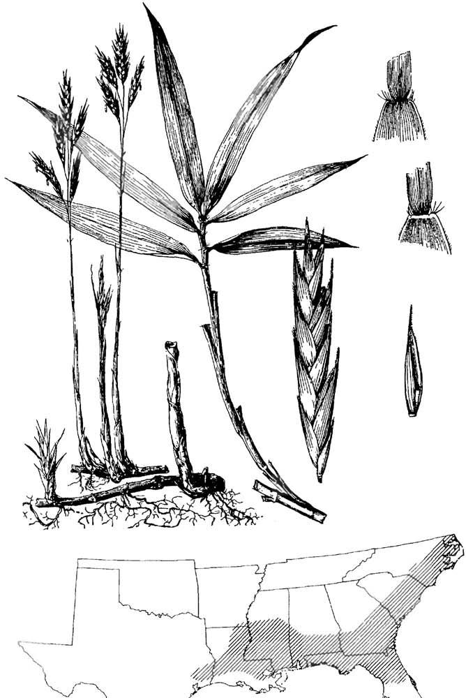 Arundinaria tecta, switch cane Arundinaria tecta (Walt.) Muhl., switch cane Warm-season, robust, rhizomatous, woody perennial. Height: 4 to10 feet. Leaf blade: Lance-shaped; underside usually hairy.