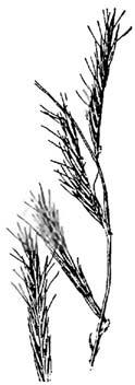 Bouteloua eriopoda, black grama Bouteloua eriopoda (Torr.) Torr., black grama Warm-season, stoloniferous perennial. Height: 10 to 20 inches.
