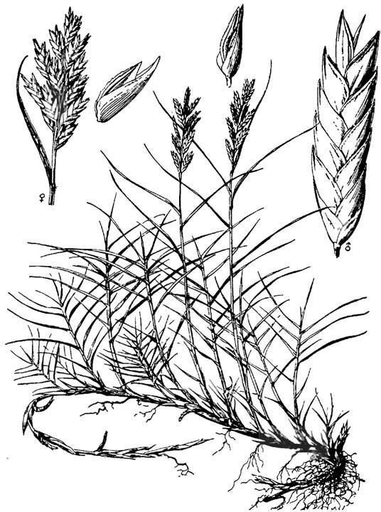 Distichlis stricta, inland saltgrass Distichlis stricta (Torr.) Rydb., inland saltgrass Warm-season, rhizomatous, stoloniferous perennial. Height: 6 to 8 inches.