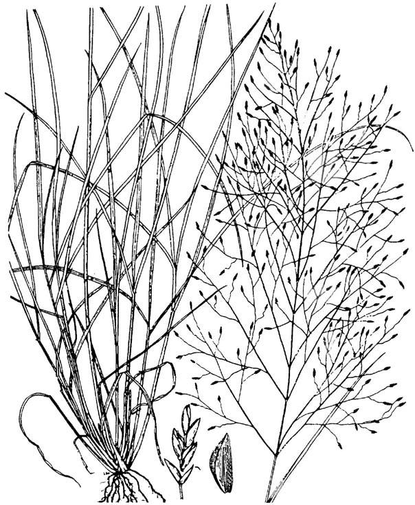 Eragrostis intermedia, plains lovegrass Eragrostis intermedia Hitchc., plains lovegrass Warm-season, perennial bunch grass. Height: 2 to 3-1/2 feet.