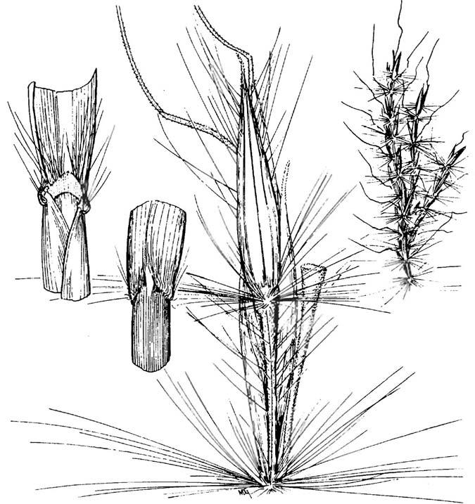 Erianthus contortus, bent-awn plumegrass Erianthus contortus Baldw. ex Ell., bent-awn plumegrass Warm-season,robust, perennial bunch grass. Height: 4 to 7 feet. Leaf blade: Wide; flat; strong midrib.