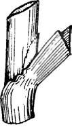 The collar is on the outside of the leaf at the junction of sheath and blade.