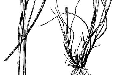 Manisuris cylindrica, Carolina jointtail Manisuris cylindrica (Michx.) Kuntze, Carolina jointtail Warm-season, rhizomatous perennial. Height: 1 to 3-1/2 feet.