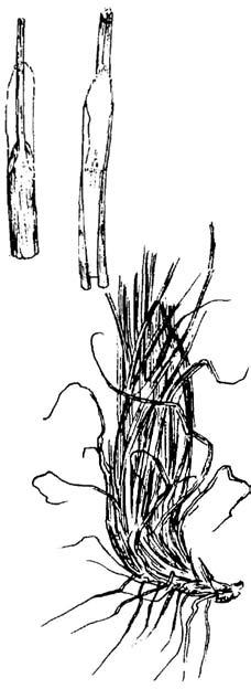 Ligule: White, papery membrane 1/8 to1/4 inch long. Seedhead: Open, delicate, purple panicle 14 to 20 inches long; spikelets 1/4 inch long; short awns on glumes.