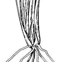 Seedhead: Narrow, somewhat loose panicle 8 to 24 inches long, often purplish; numerous branches, usually less than 2-1/2 inches long, crowded with spikelets which lie close to main stem.