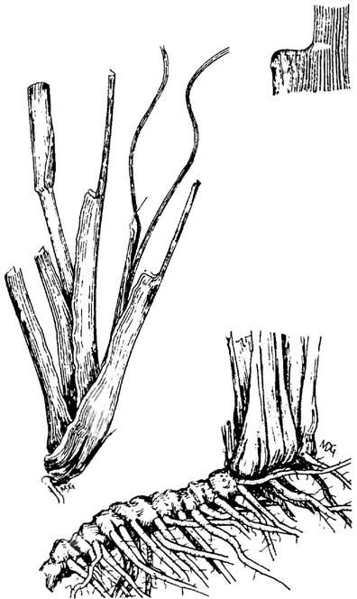 Panicum abscissum, cutthroatgrass Panicum abscissum Swallen, cutthroatgrass Warm-season, robust, rhizomatous perennial. Height: 2 to 4 feet.