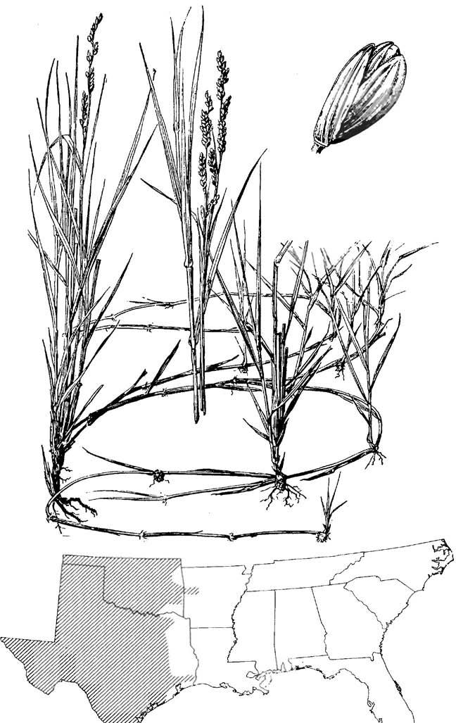 Panicum obtusum, vine-mesquite Panicum obtusum H. B. K., vine-mesquite Warm-season, stoloniferous perennial. Height: 1-1/2 to 2-1/2 feet. Leaf blade: Long; narrow; upright; smooth.