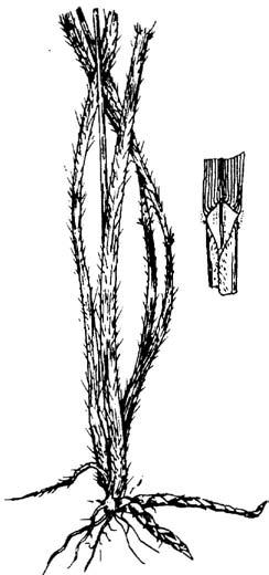 Seedhead: Open panicle 4 to 5 inches long, 2 inches wide; spikelets set at angle on pedicel.
