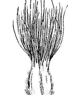 Seedhead: Spikelike, pinkish panicle 4 to 5 inches long; lemmas somewhat hard; end dissected into about 12 awns of unequal length about as long as lemmas; glumes transparent.