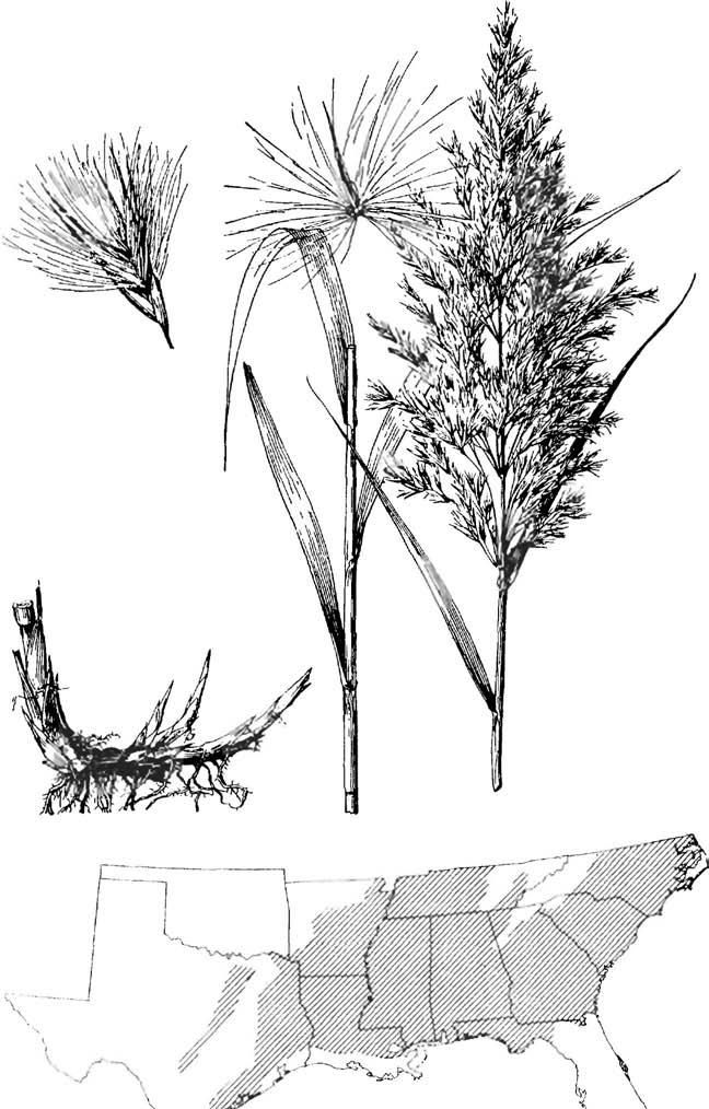 Phragmites communis, common reed Area of importance Phragmites communis Trin., common reed Warm-season, rhizomatous, stoloniferous perennial. Height: 6 to 12 feet.