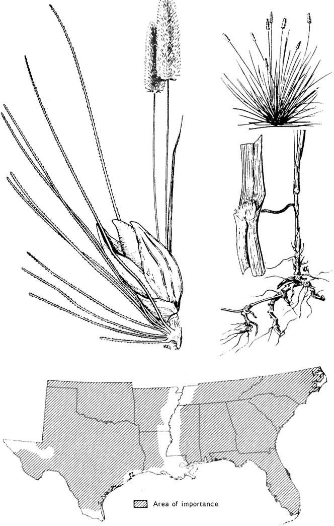 Setaria geniculata, knotroot bristlegrass Setaria geniculata (Lam.) Beauv., knotroot bristlegrass Warm-season, weak, rhizomatous perennial. Height: 1 to 3 feet.