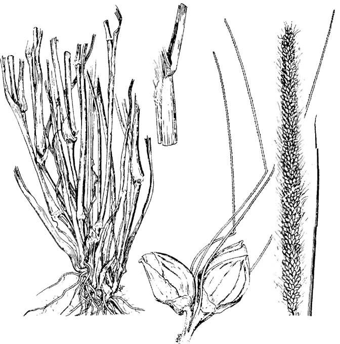 Setaria macrostachya, plains bristlegrass Setaria macrostachya H.B. K., plains bristlegrass Warm-season, perennial bunch grass. Height: 1 to 2-1/2 feet.