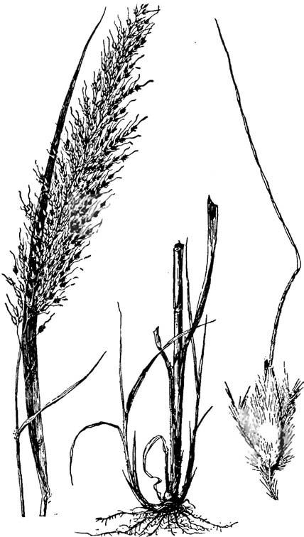 Sorghastrum nutans, indiangrass Sorghastrum nutans (L.) Nash, indiangrass Warm-season, rhizomatous perennial. Height: 3 to 7 feet.