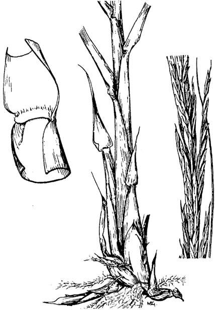 Spartina alterniflora, smooth cordgrass Spartina alterniflora Loisel., smooth cordgrass Warm-season,robust, rhizomatous perennial. Height: 3 to 4 feet.