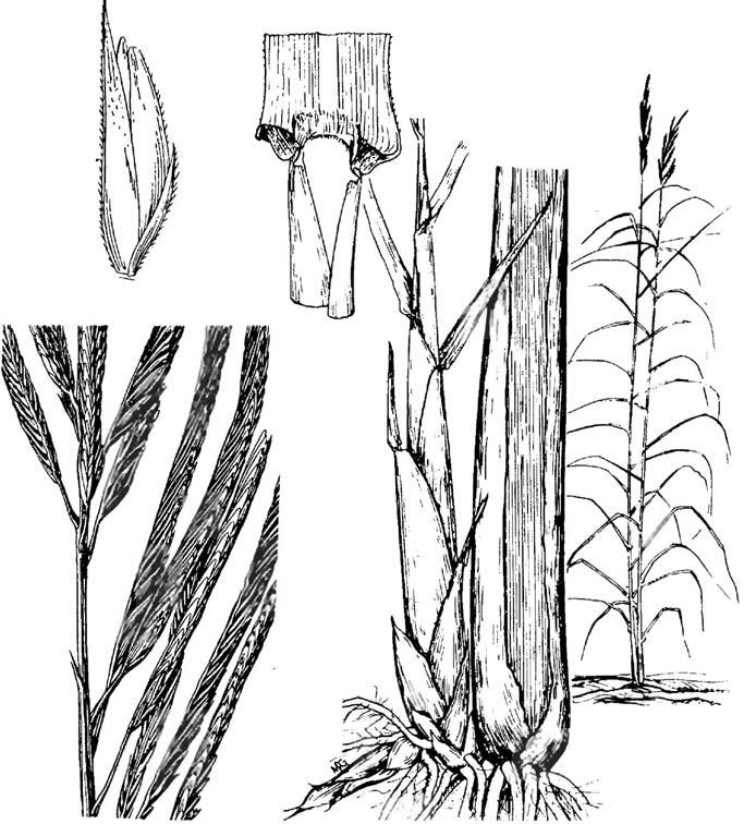 Spartina cynosuroides, big cordgrass Spartina cynosuroides (L.) Roth, big cordgrass Warm-season, robust, rhizomatous perennial. Height: 3 to 10 feet.