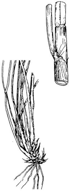 Sporobolus asper var. hookeri, meadow dropseed Sporobolus asper var. hookeri (Trin.) Vasey, meadow dropseed Warm-season, perennial bunch grass. Height: 2 to 4 feet.