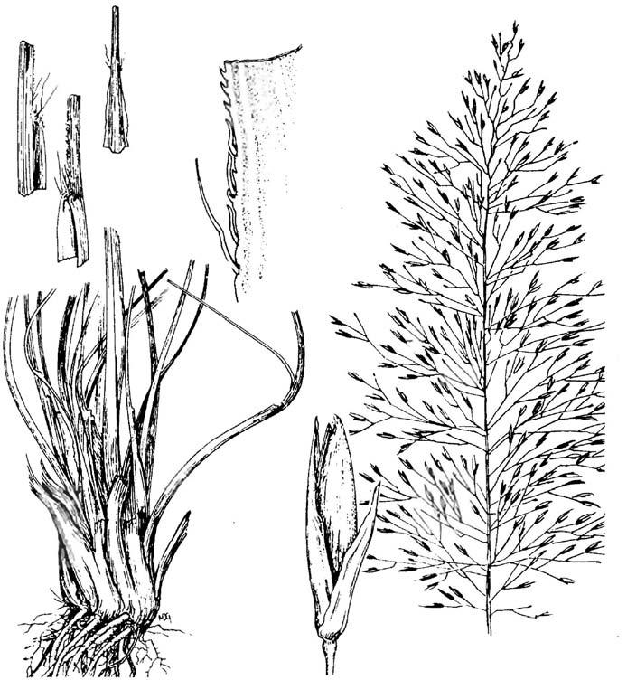 Sporobolus f loridanus, Florida dropseed Sporobolus floridanus Chapm., Florida dropseed Warm-season, perennial bunch grass. Height: 2-1/2 to 3-1/2 feet.