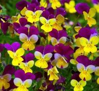 Masses of colour. Use in hanging baskets, tubs and borders.