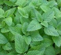 perennial herb will grow with little trouble in any garden or pot.