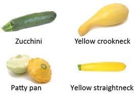 Typical for the variety being shown (as patty pan would be round or spaceship shaped and less then five inches in diameter. Variety names should be accurate on exhibit label.