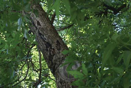 If the disease were noted at this point, it may be possible to stop the disease by removing symptomatic branches. Once the main trunk is diseased, it is only a matter of time before the tree dies.
