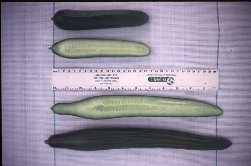 greenhouse crops grown in Florida. Beit Alpha cucumbers are similar in appearance and production to Dutch cucumbers and trials indicate that they can be produced just as successfully in Florida.