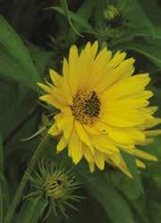 face following him until her life ended nine days later. It was said the gods turned her into the sunflower, a genus we know to possess heliotropic properties 2.