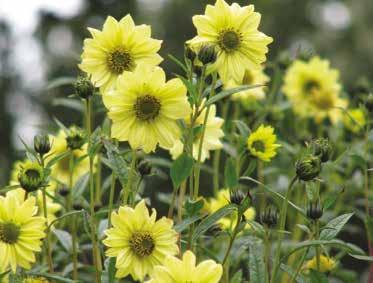 2015 has been designated the Year of the Sunflower, referring to the annual form.