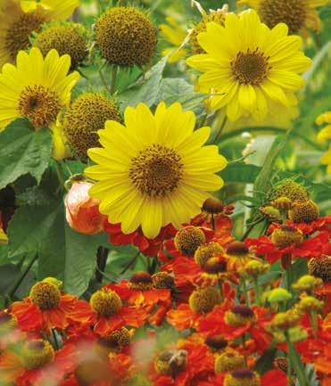 Fig. 14 H. Meteor with heleniums at RHS Hyde Hall. Use: plant perennial sunflowers in borders amongst other assertive plants or use for naturalising near ponds or in prairie-style plantings.