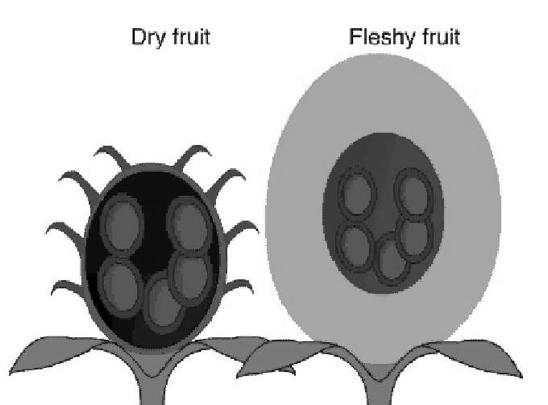exocarp, mesocarp, and endocarp (oft. most conspicuous in fleshy fruits) 2 main kinds of fruit: dry vs. fleshy Figure 38.