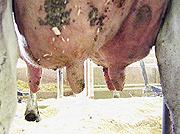 coverage & contact time (> 30 sec) Provide 10-20 sec let-down stimulus e.g. teat message, fore stripping, teat drying Remove all dirt from teat surfaces e.