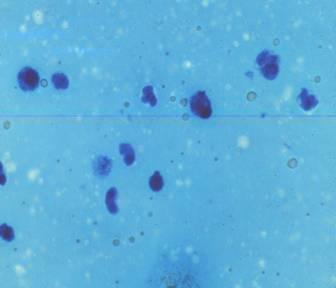 Somatic Cell Counts Lega