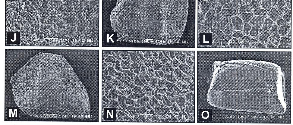 insicifolius: K, seed; L, surface. C.
