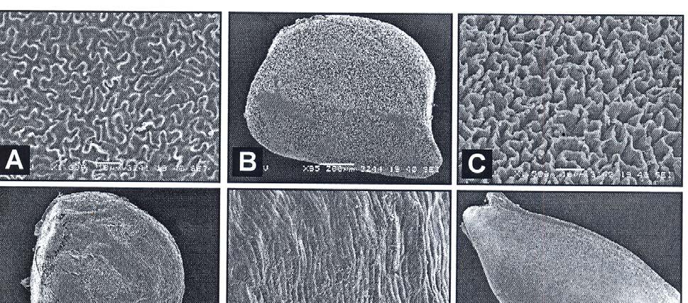 2652 AFSHEEN ATHER ET AL., Fig. 2. Scanning Electron micrographs.