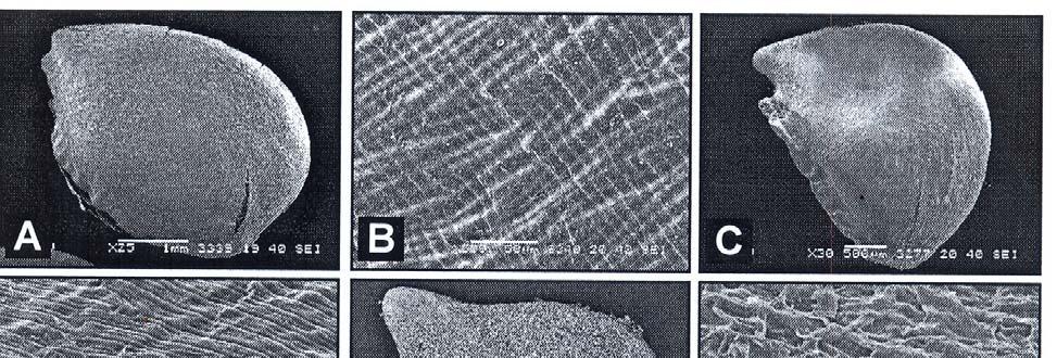 SEED ATLAS OF PAKISTAN-II GREWIOIDEAE 2653 Fig. 3. Scanning Electron micrographs. Grewia tenax: A, seed; B, surface. G. villosa: C, seed; D, surface.