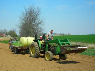 Musser and his family planting rows of cabbage are from year s past when we visited his farm. Mr.