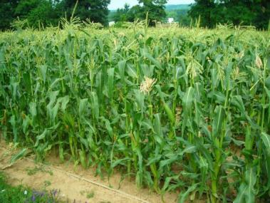 Due to a warmer than normal spring, Sweet Corn was available to us last year at the end of June.
