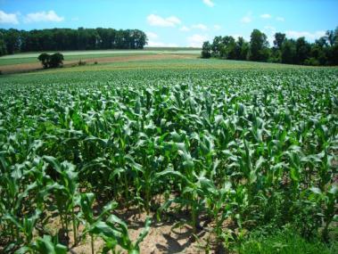 So far in 2013, with the cooler weather, we are anticipating corn being possibly a week later than last season.